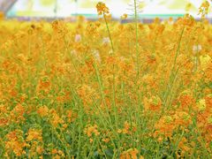 -中国天府农业博览园