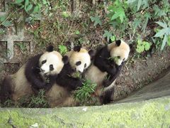 -中国大熊猫保护研究中心雅安碧峰峡基地