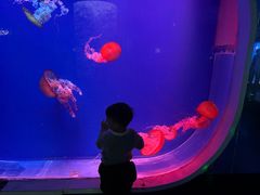 -芜湖新华联大白鲸海洋公园
