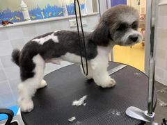 -芭比堂动物医院·犬猫全科·异宠专科(雁塔分院)