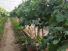 -马陆小张葡萄园农家乐