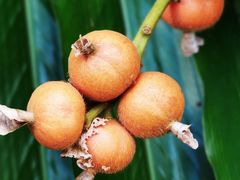 -广西壮族自治区药用植物园