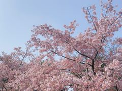-顾村公园
