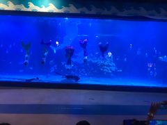 -烟台海昌鲸鲨海洋公园