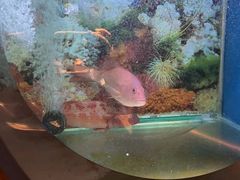 -辉哥火锅(虹桥路店)