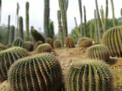 -深圳仙湖植物园-停车场
