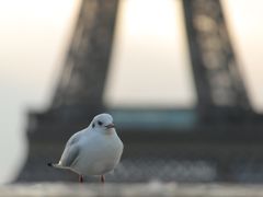 -埃菲尔铁塔