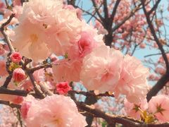 -天适樱花悠乐园