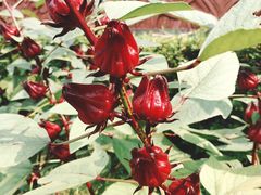 -广州神农草堂中医药博物馆