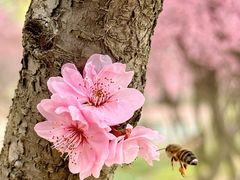 -石塘人家
