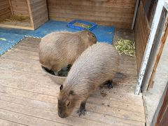 -廊坊固安福朋喜来登酒店