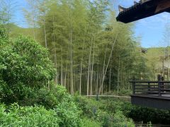 -大唐贡茶院