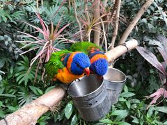 -南宫五洲植物乐园