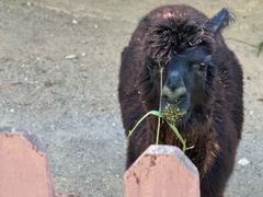 -泉州海丝野生动物世界