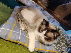 -猫猫幼稚园·撸猫·桌游·电玩
