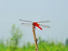 iphone_upload_pic-白洋淀风景区