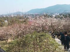 -香雪海