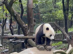 -都江堰中华大熊猫苑