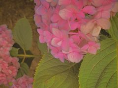 -白鹭湾湿地公园