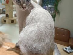 -藏猫猫咖啡主题馆(中央大道店)