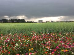 -光明小镇欢乐田园