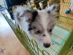 -Let's go狗咖·猫咖·奶狗·桌游(春熙路IFS店)