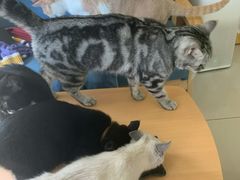 -鼓捣猫呢主题猫咖店