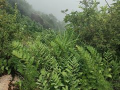 -吉林拉法山