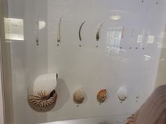 -青岛贝壳博物馆
