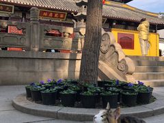 -西园寺素食(西园弄戒幢律寺店)