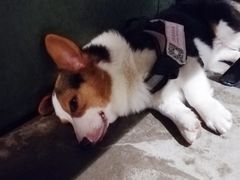 -萌喵宠狗爱心宠咖