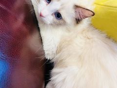 -翊宠yipet猫狗购宠庄园犬舍•猫舍