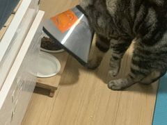 -瑞派旺宝宠物医院·犬猫全科综合·尿道专科(莲兴院)