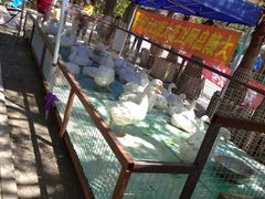 -大鹅岛绿色生态美食园