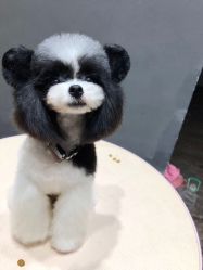 -黑旗纹身