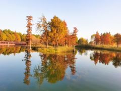 -贡湖湾湿地公园