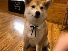 -柴务处·柴犬主题狗咖