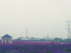 -紫颐香薰山谷景区