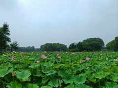 -东郊湿地公园