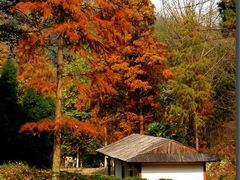 -素山寺森林公园
