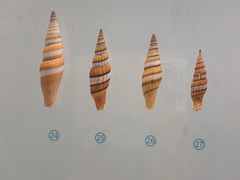 -青岛贝壳博物馆