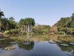-中国科学院西双版纳热带植物园