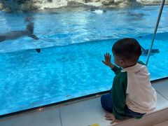 -帝企鹅自助餐厅•儿童岛•真企鹅(长隆企鹅酒店)