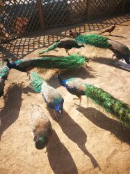 -萌宠亲子动物乐园(槐房万达店)