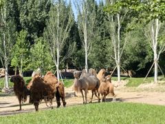 -北京野生动物园