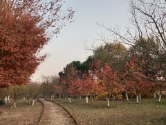 -梁鸿国家湿地公园