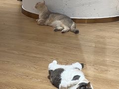 -1013 PET SHOP精品宠物商店(丁香店)