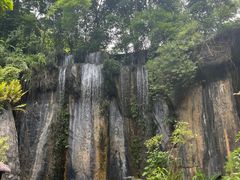 -西双版纳原始森林公园