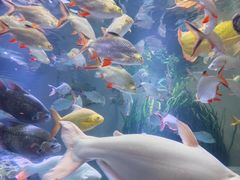 -上海海洋水族馆