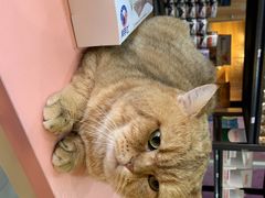 -喵百万·布偶·蓝金金渐层英短·猫舍(百子湾店)